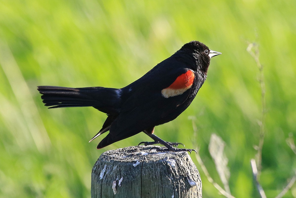 Red-winged Blackbird - Phillip Edwards