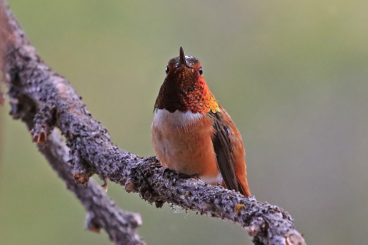 Rufous Hummingbird - Phillip Edwards