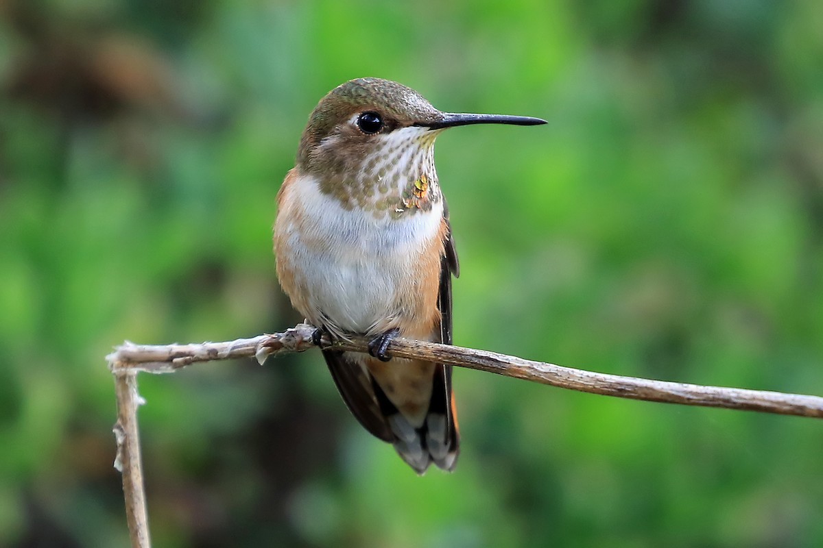 Rufous Hummingbird - Phillip Edwards