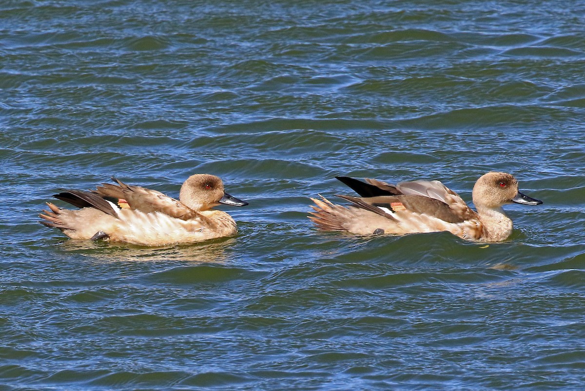 Crested Duck - ML204853821