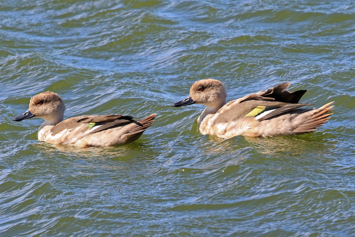 Crested Duck - ML204853831
