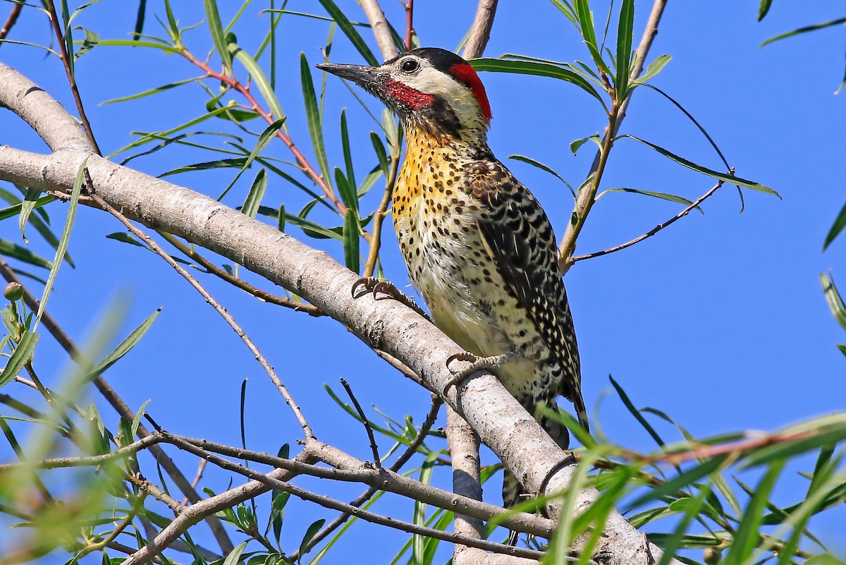 Green-barred Woodpecker (Golden-breasted) - ML204854081