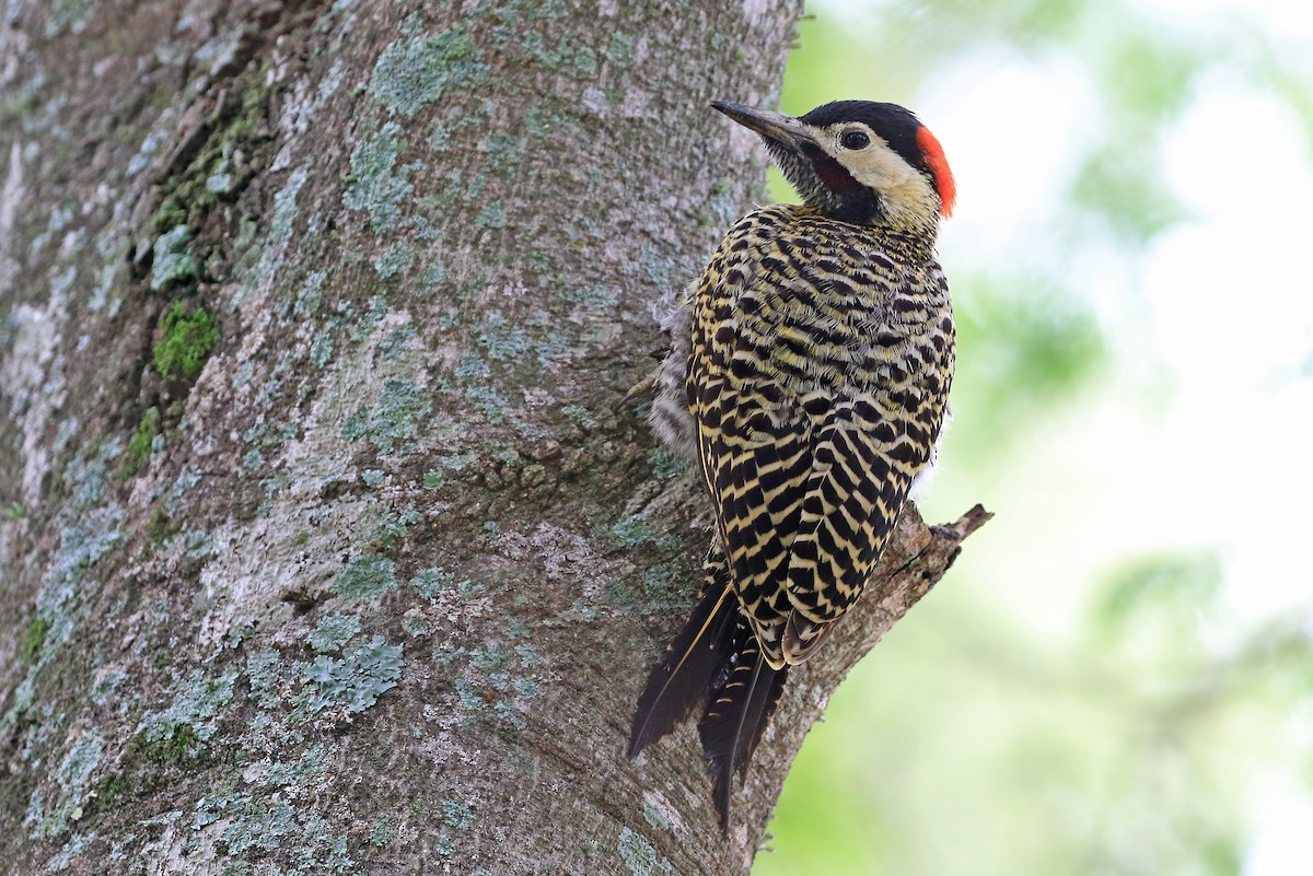 Green-barred Woodpecker (Golden-breasted) - ML204854091