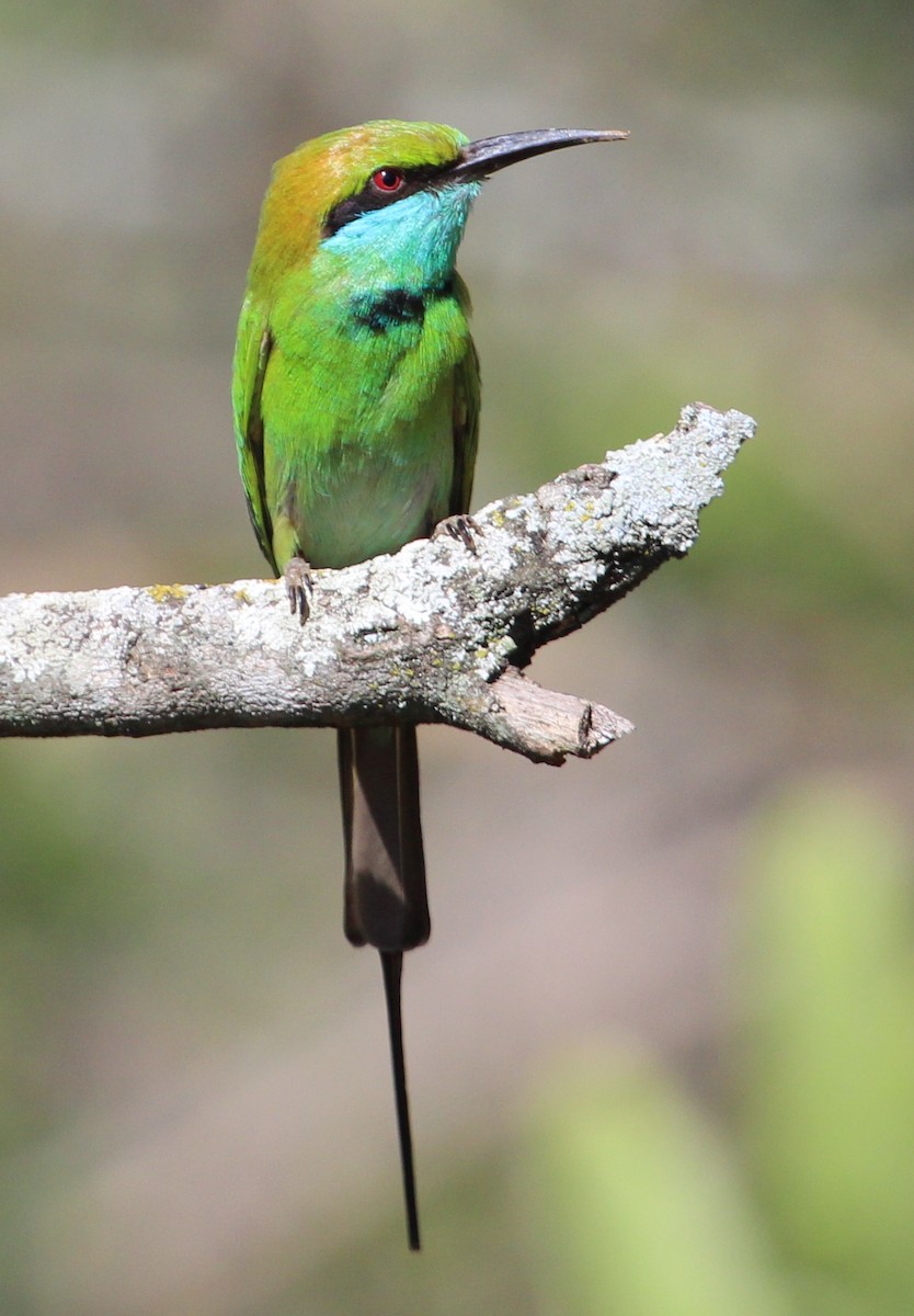 Asian Green Bee-eater - Luis Mario Arce