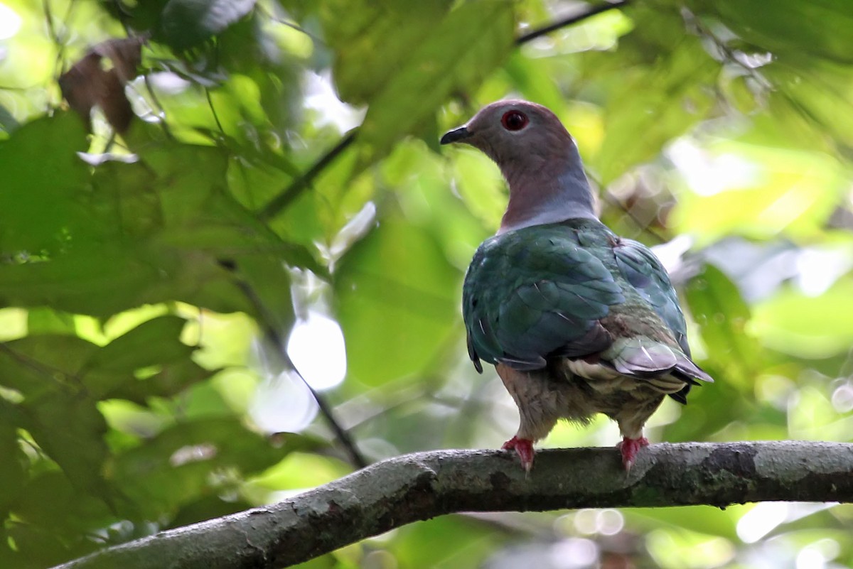 Purple-tailed Imperial-Pigeon - Phillip Edwards