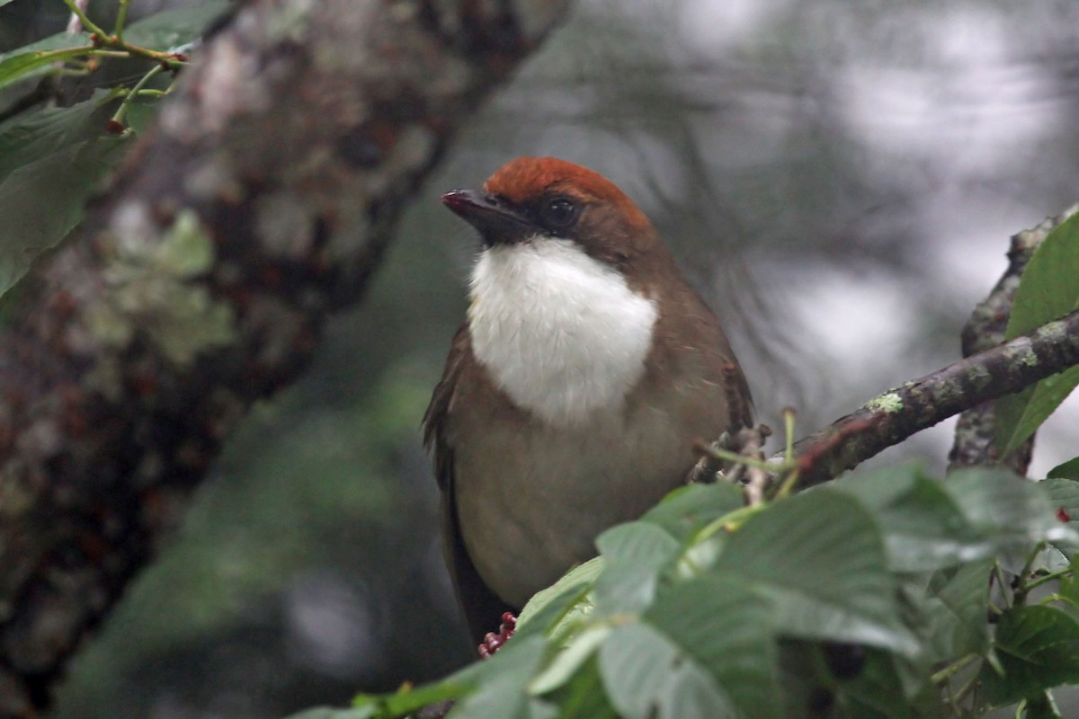 Rufous-crowned Laughingthrush - Phillip Edwards