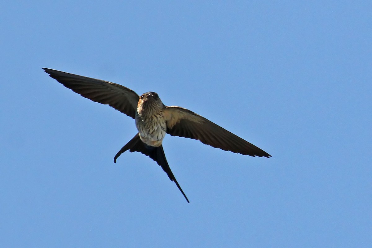 Striated Swallow - Phillip Edwards