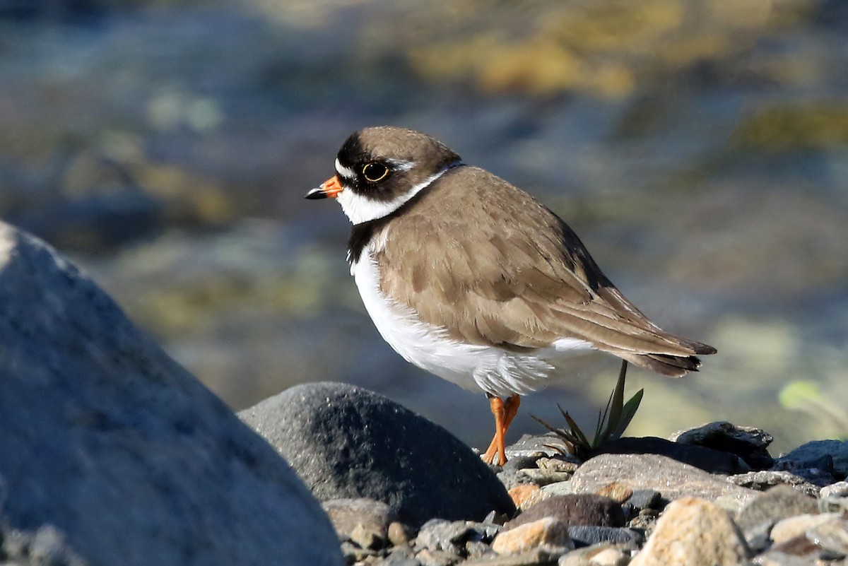 Semipalmated Plover - Phillip Edwards