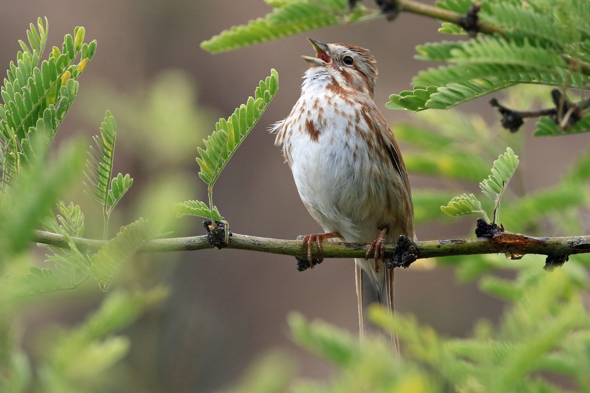 Song Sparrow - Phillip Edwards