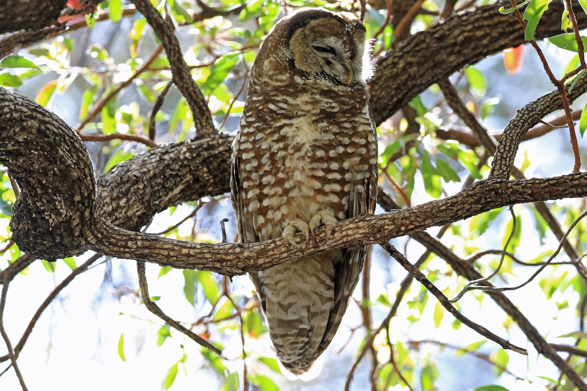 Spotted Owl (Mexican) - Phillip Edwards