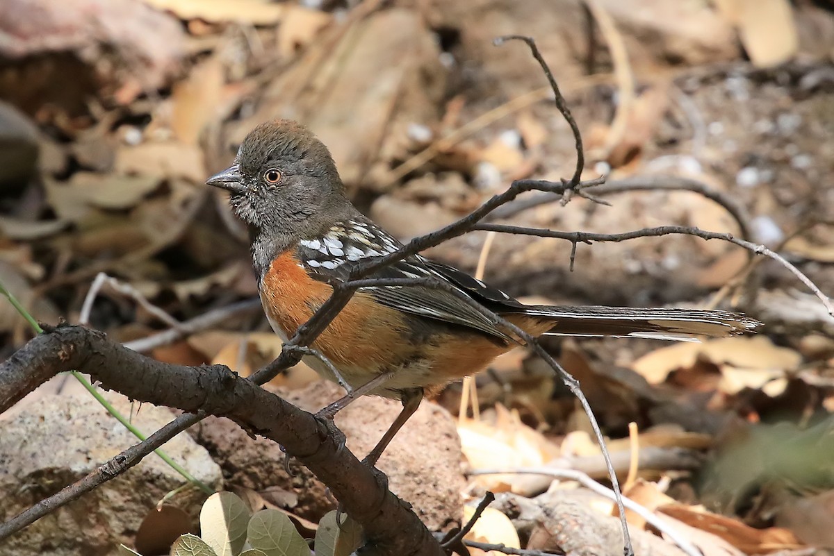 Spotted Towhee - Phillip Edwards