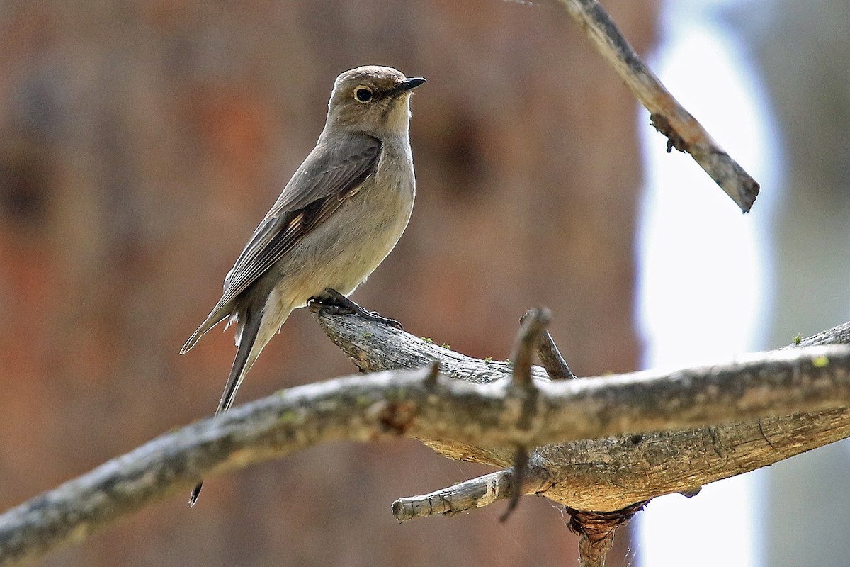 Townsend's Solitaire - Phillip Edwards
