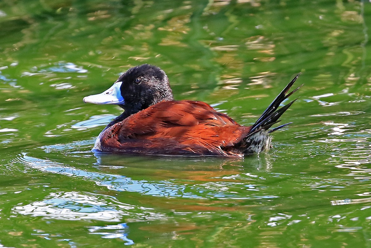 Andean Duck - Phillip Edwards