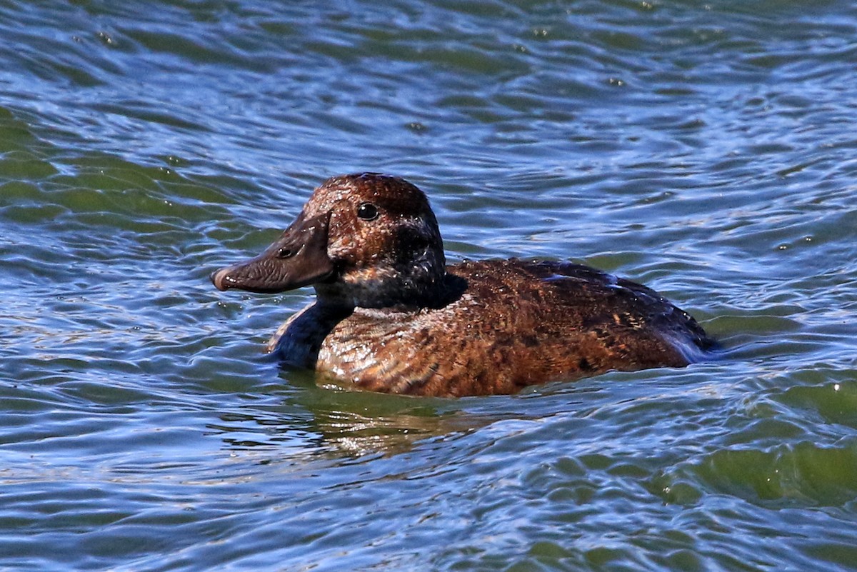 Andean Duck - ML204856151