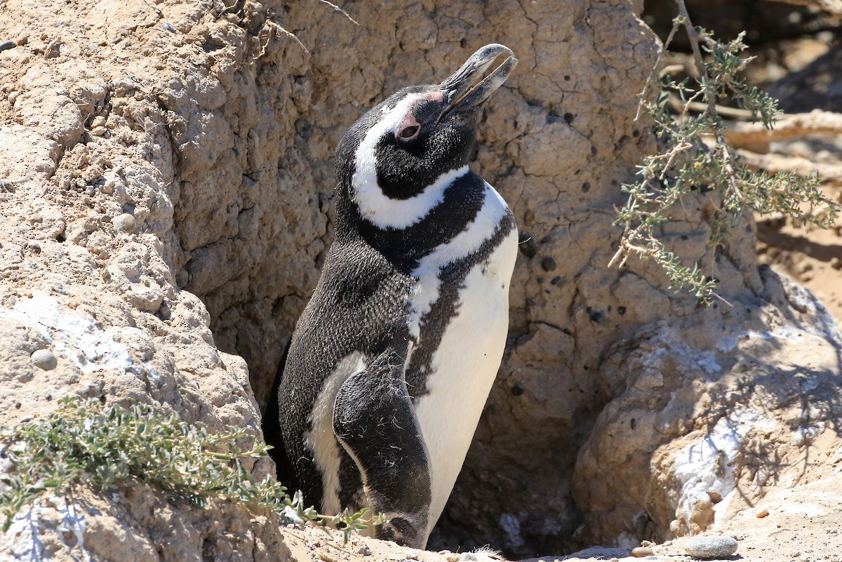 Magellanic Penguin - Phillip Edwards