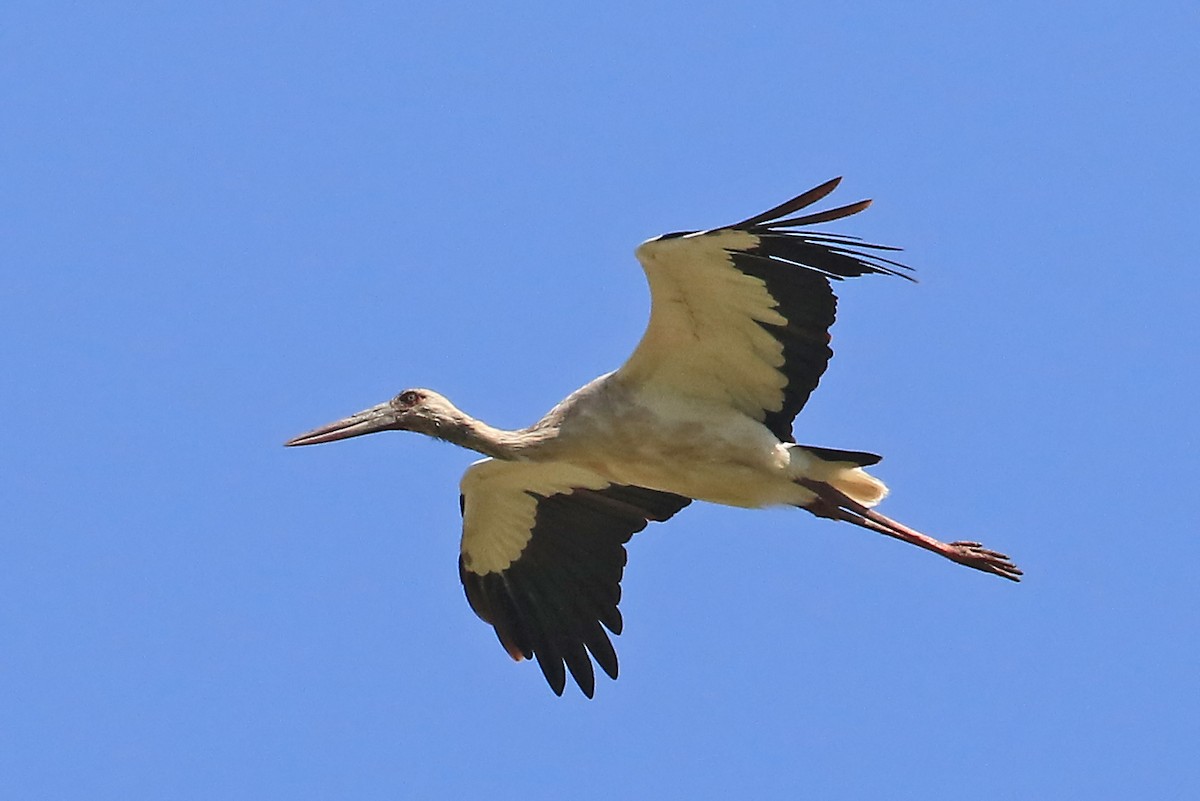 Maguari Stork - Phillip Edwards