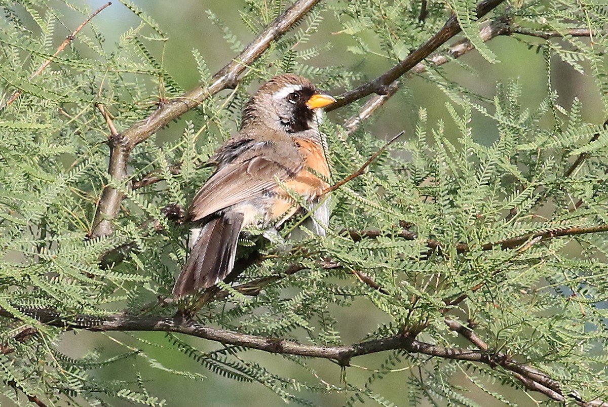 Many-colored Chaco Finch - Phillip Edwards