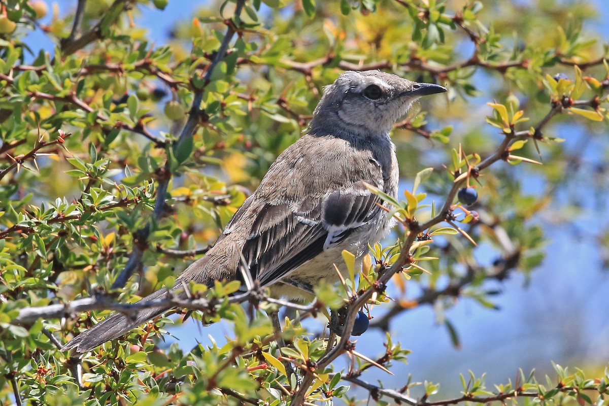 Patagonian Mockingbird - Phillip Edwards