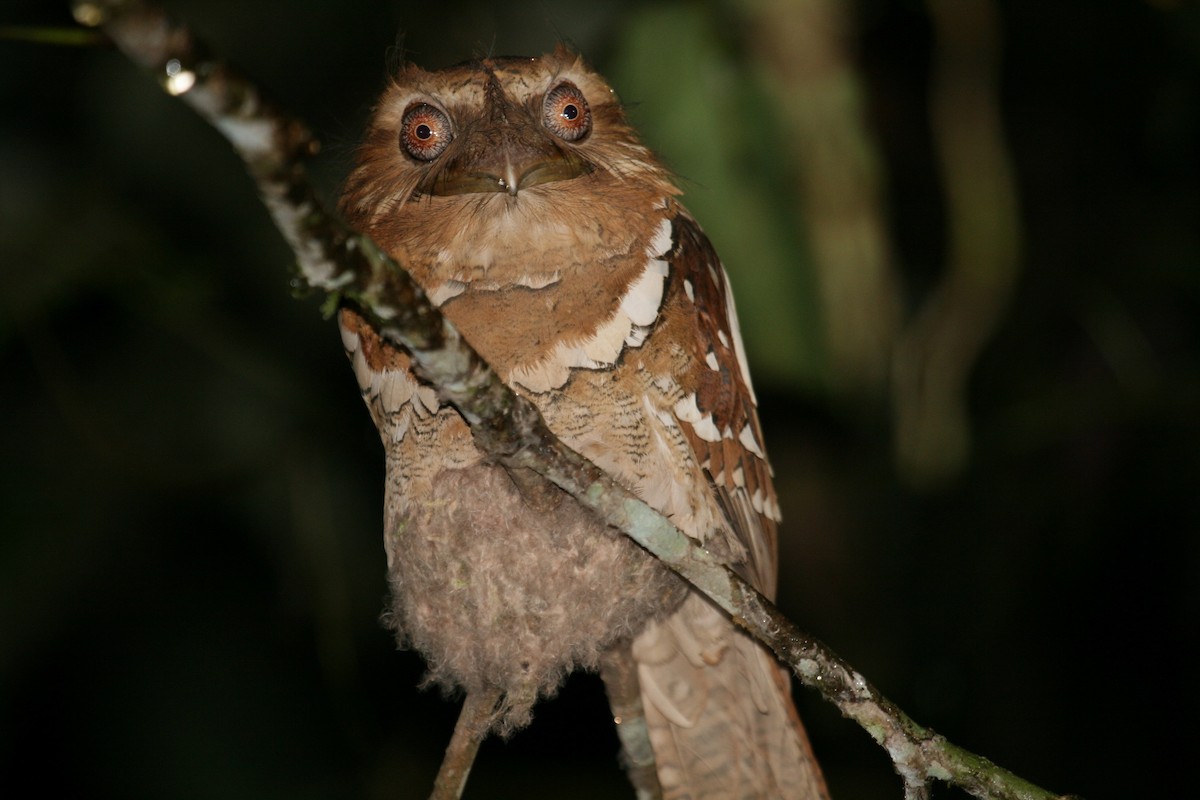 Philippine Frogmouth - ML204856721