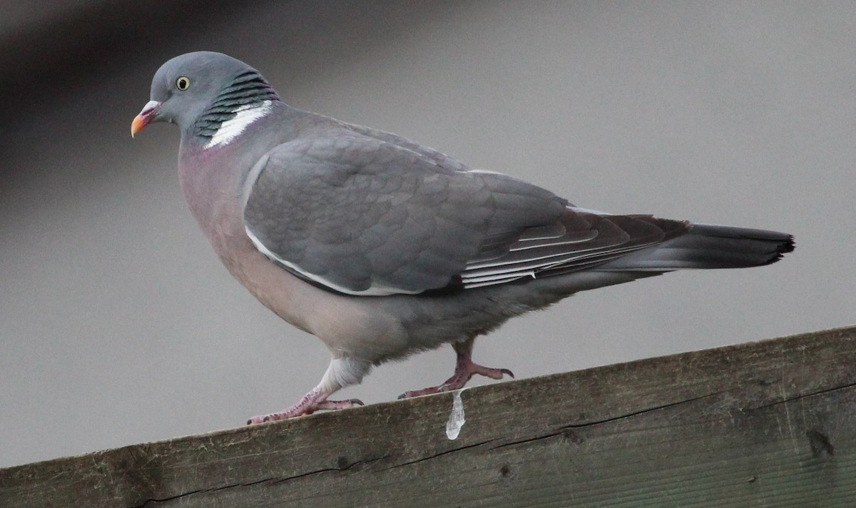 Common Wood-Pigeon (White-necked) - ML204857071