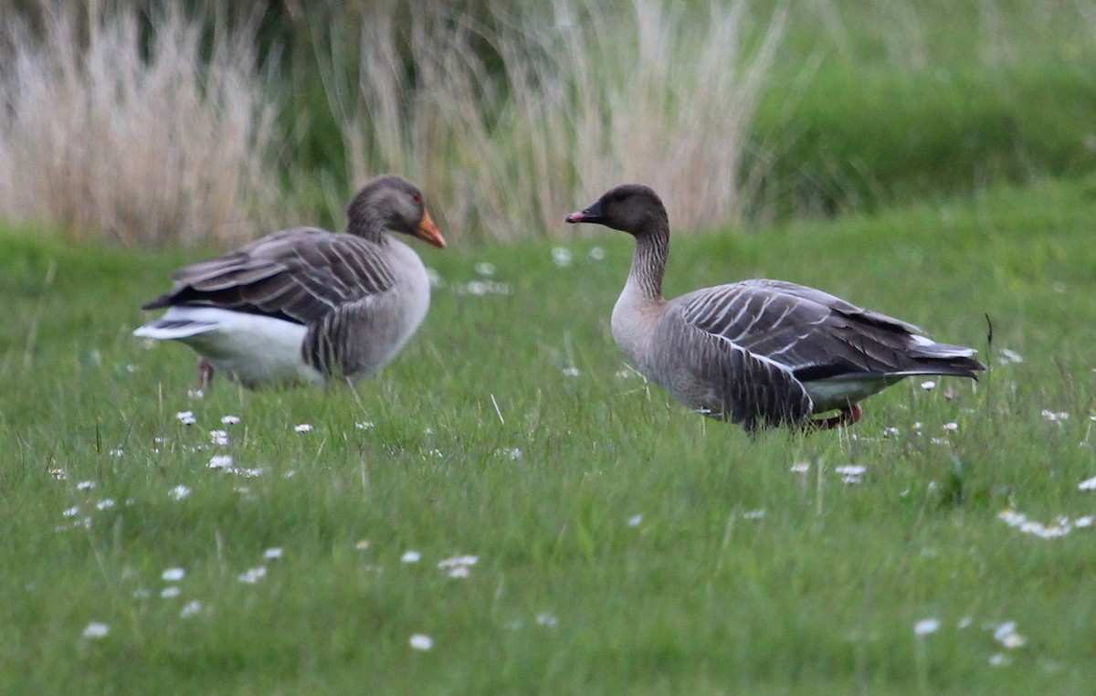 Pink-footed Goose - ML204857131
