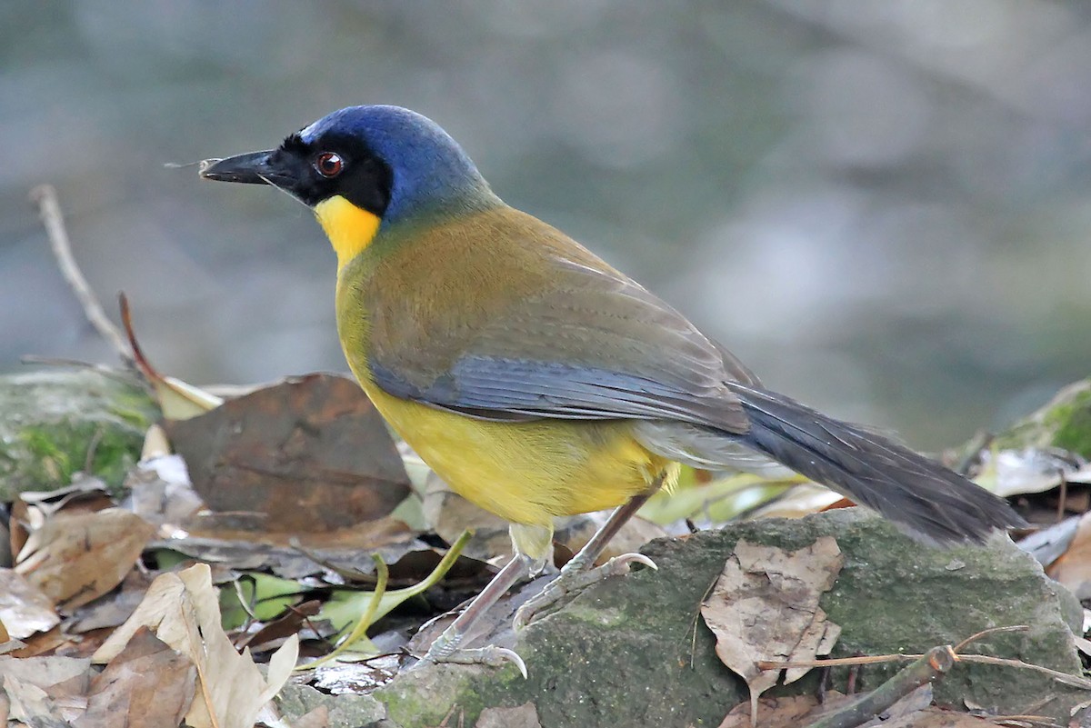 Blue-crowned Laughingthrush - ML204857681