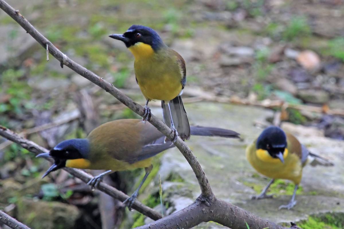 Blue-crowned Laughingthrush - ML204857691