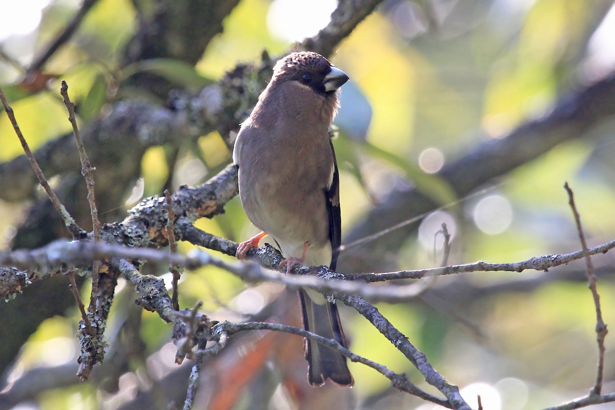 Brown Bullfinch (Brown) - ML204857741