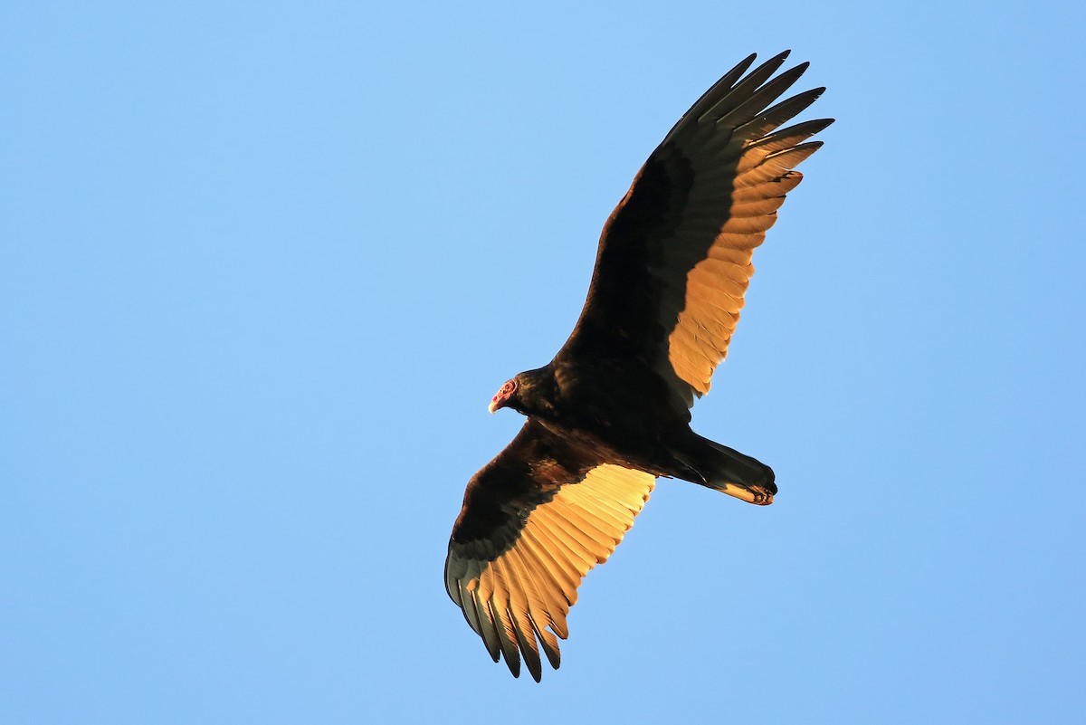 Turkey Vulture - Phillip Edwards