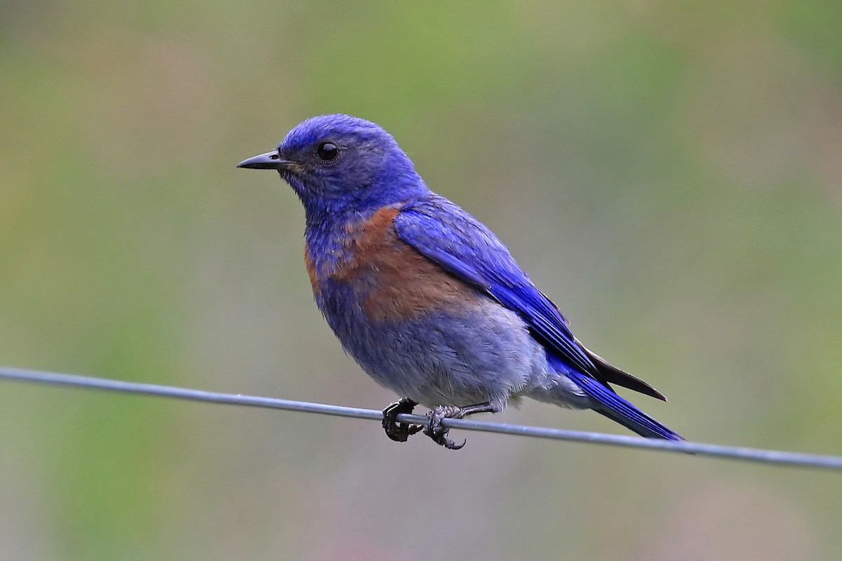 Western Bluebird - Phillip Edwards