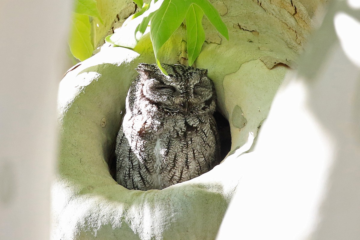 Western Screech-Owl - Phillip Edwards