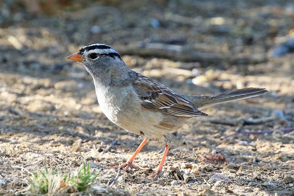 White-crowned Sparrow (Gambel's) - Phillip Edwards