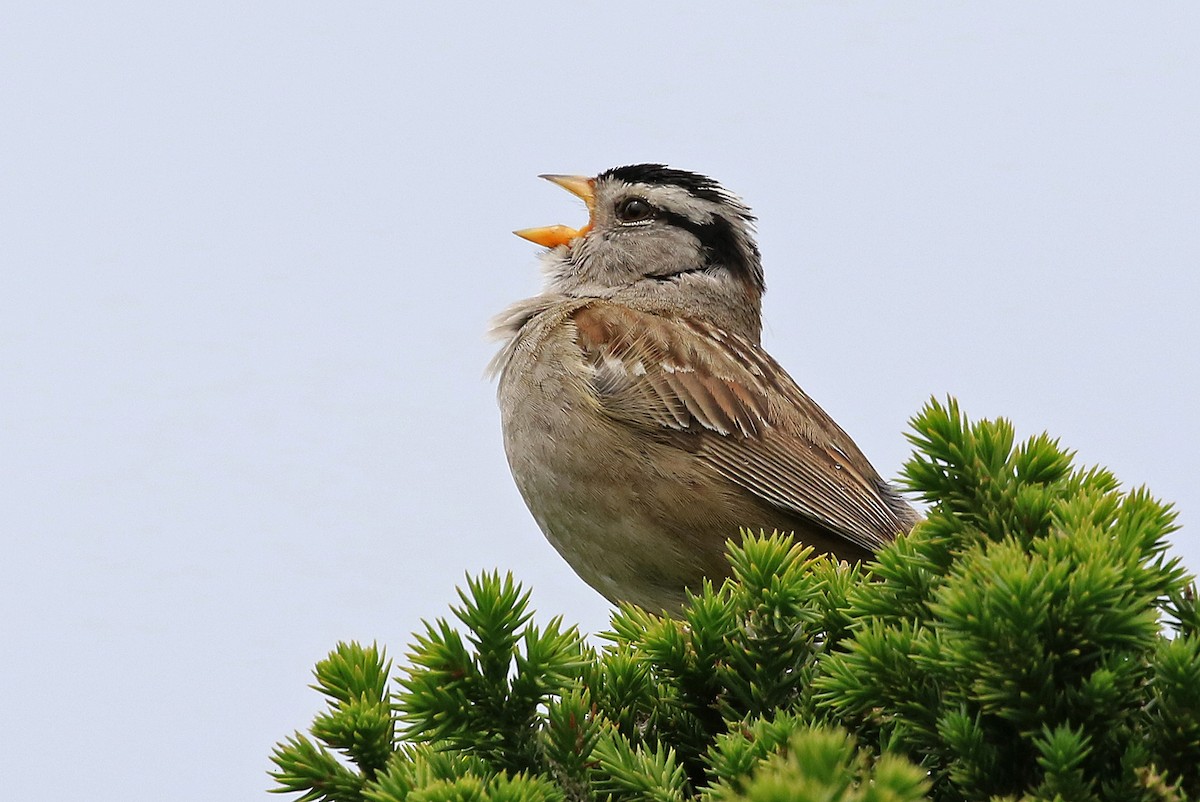 White-crowned Sparrow (pugetensis) - Phillip Edwards