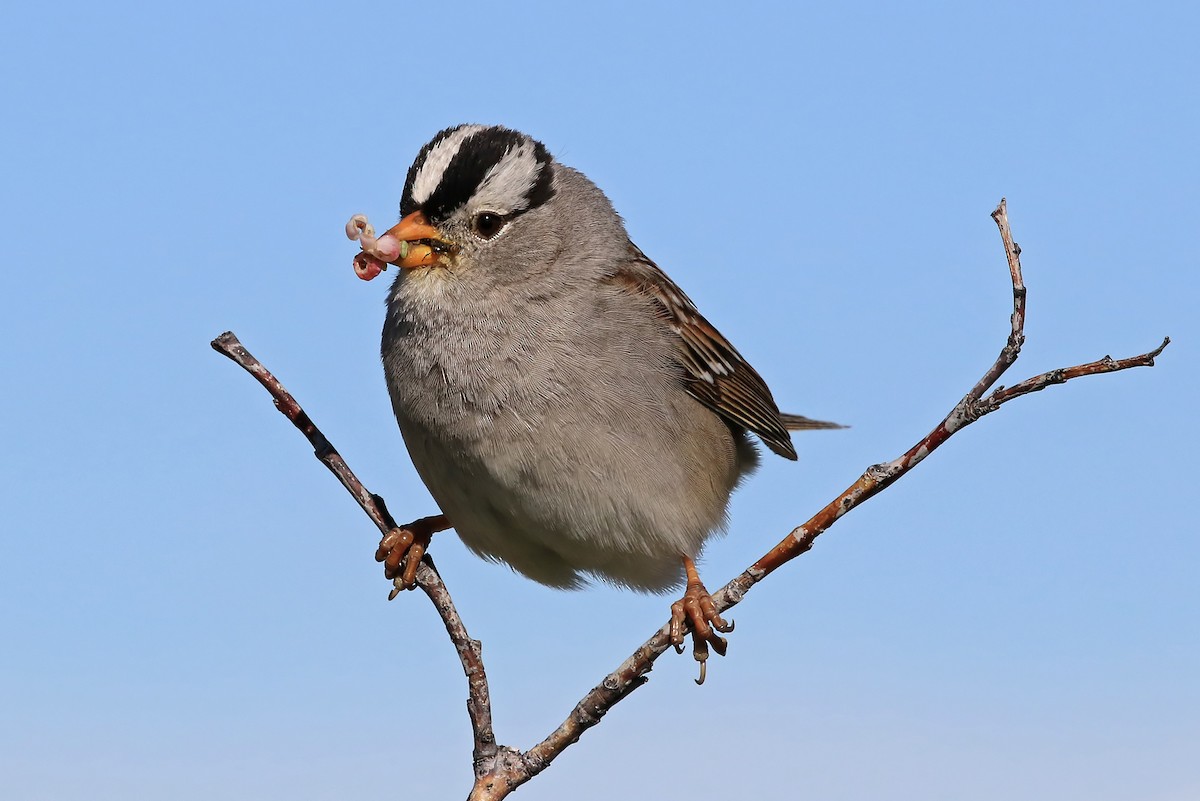 White-crowned Sparrow (Gambel's) - Phillip Edwards