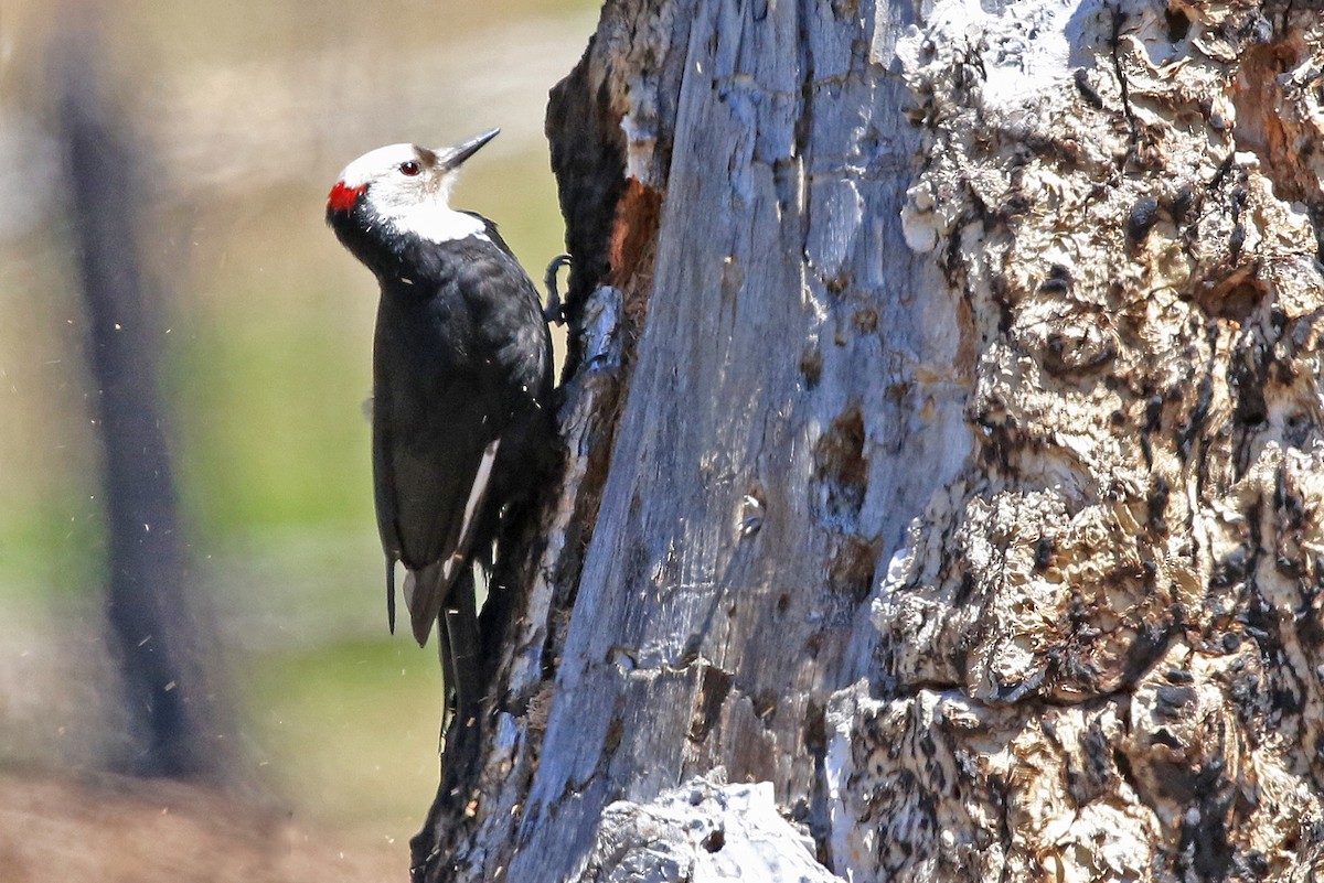 White-headed Woodpecker - Phillip Edwards