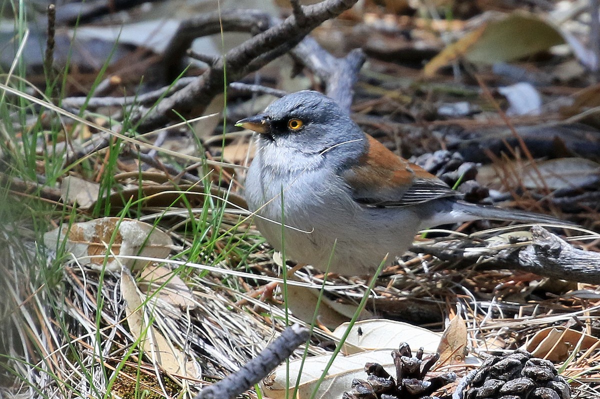 Yellow-eyed Junco (Mexican) - ML204858281