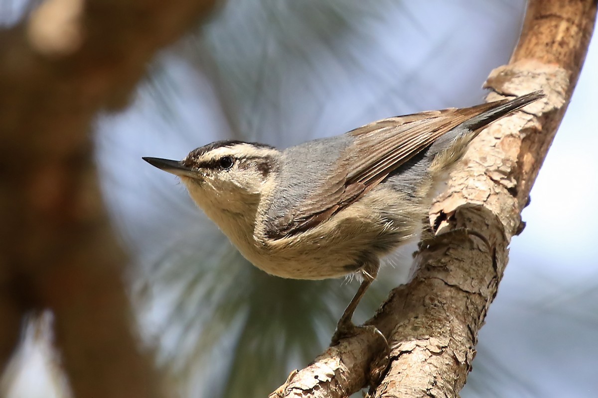 Corsican Nuthatch - ML204858351