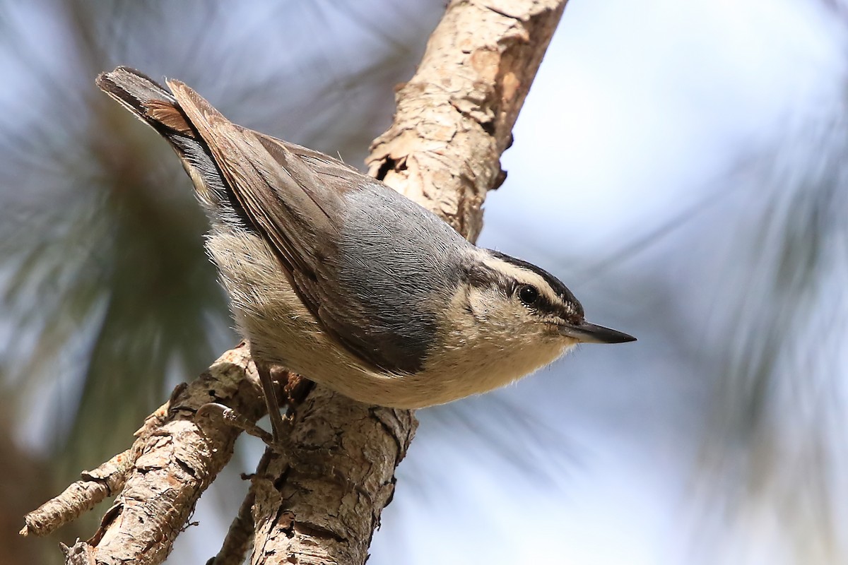 Corsican Nuthatch - ML204858361