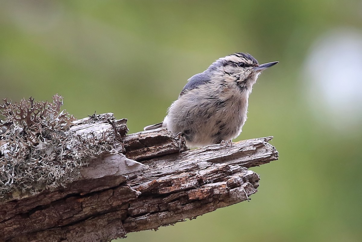 Corsican Nuthatch - ML204858371