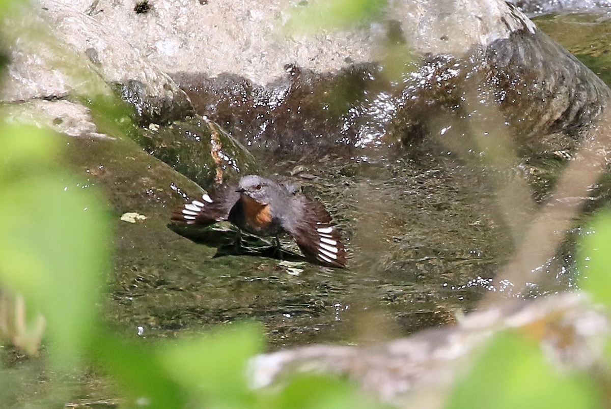 Rufous-throated Dipper - Phillip Edwards