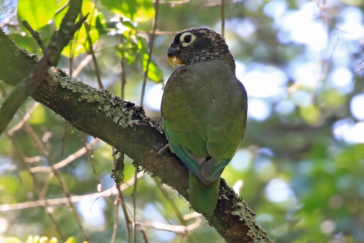 Scaly-headed Parrot - ML204858871