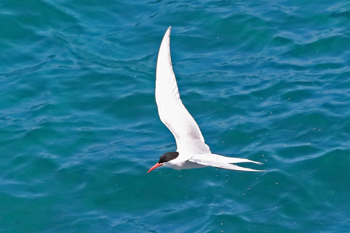 South American Tern - Phillip Edwards