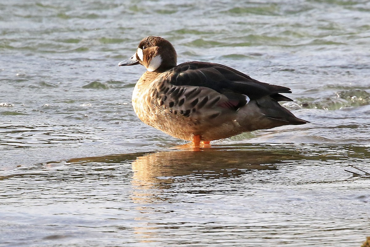 Spectacled Duck - ML204859001