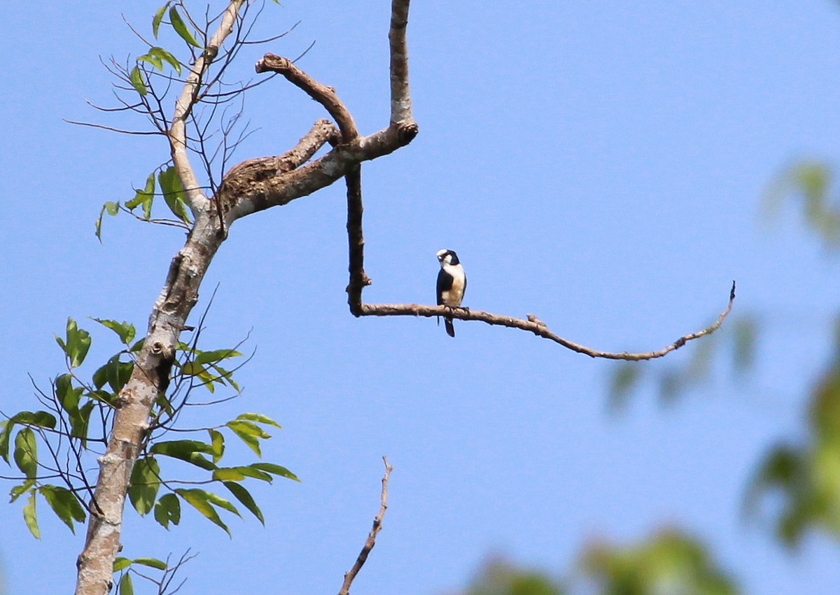White-fronted Falconet - ML204859101