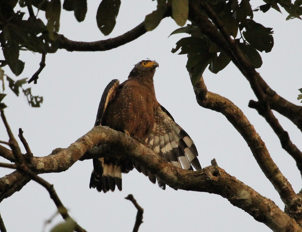 Crested Serpent-Eagle (Crested) - Luis Mario Arce