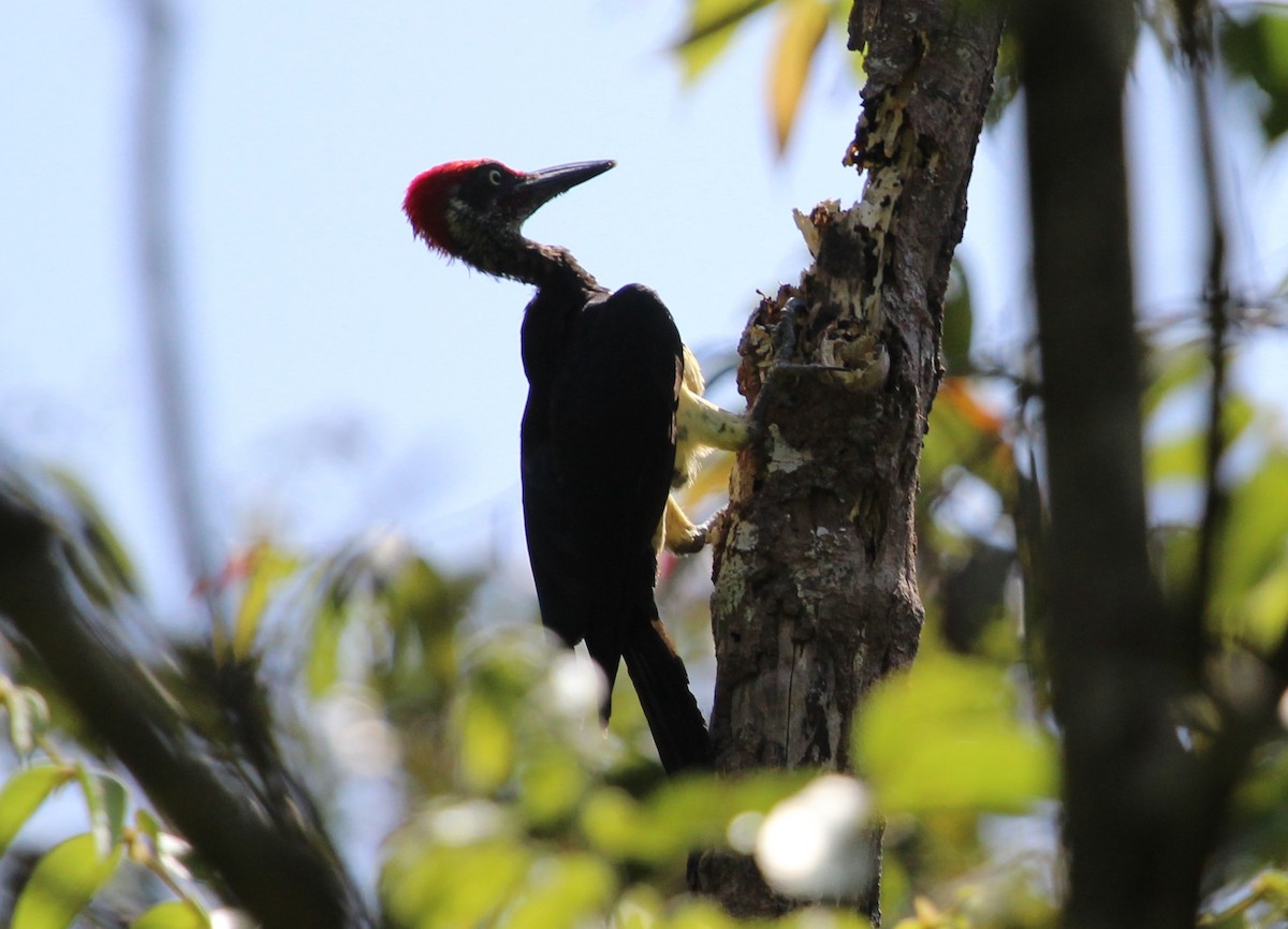 White-bellied Woodpecker - Luis Mario Arce
