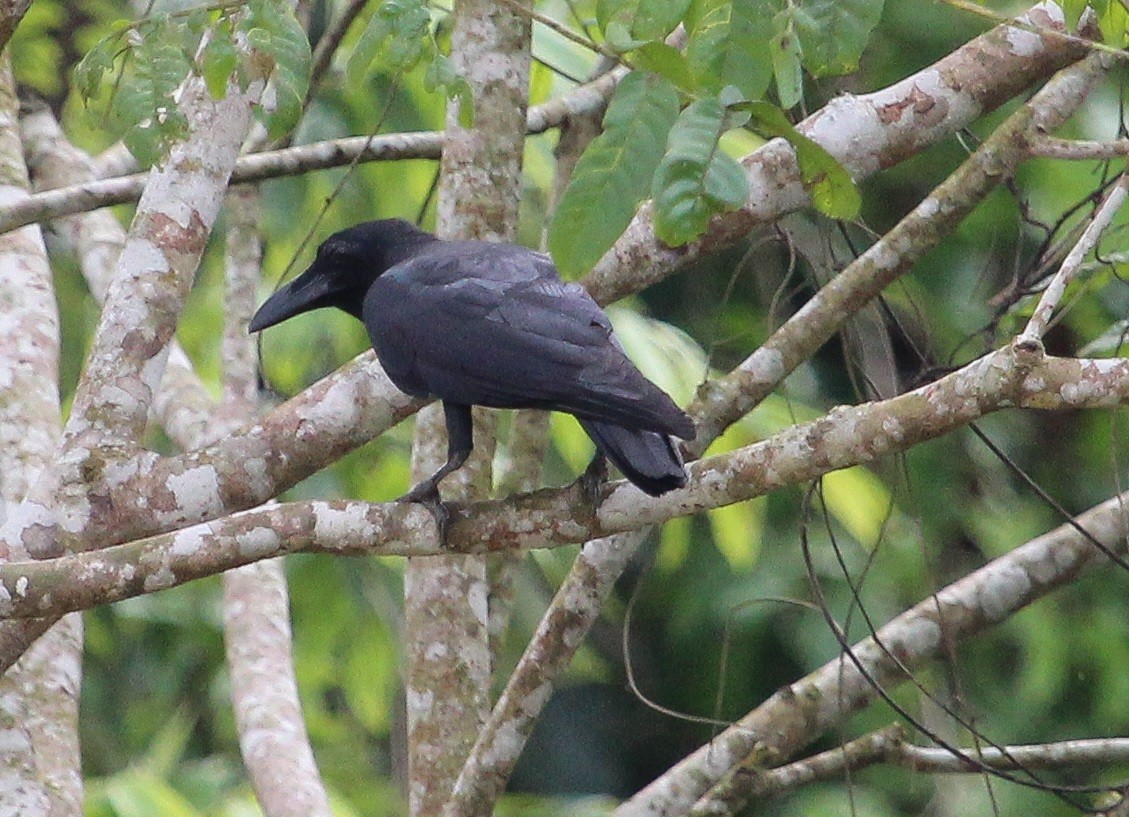 Slender-billed Crow (Sunda) - Luis Mario Arce