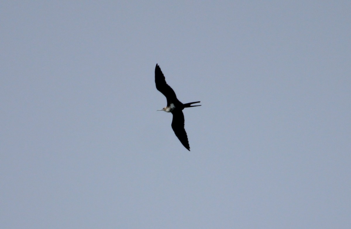 Lesser Frigatebird (Lesser) - ML204859421
