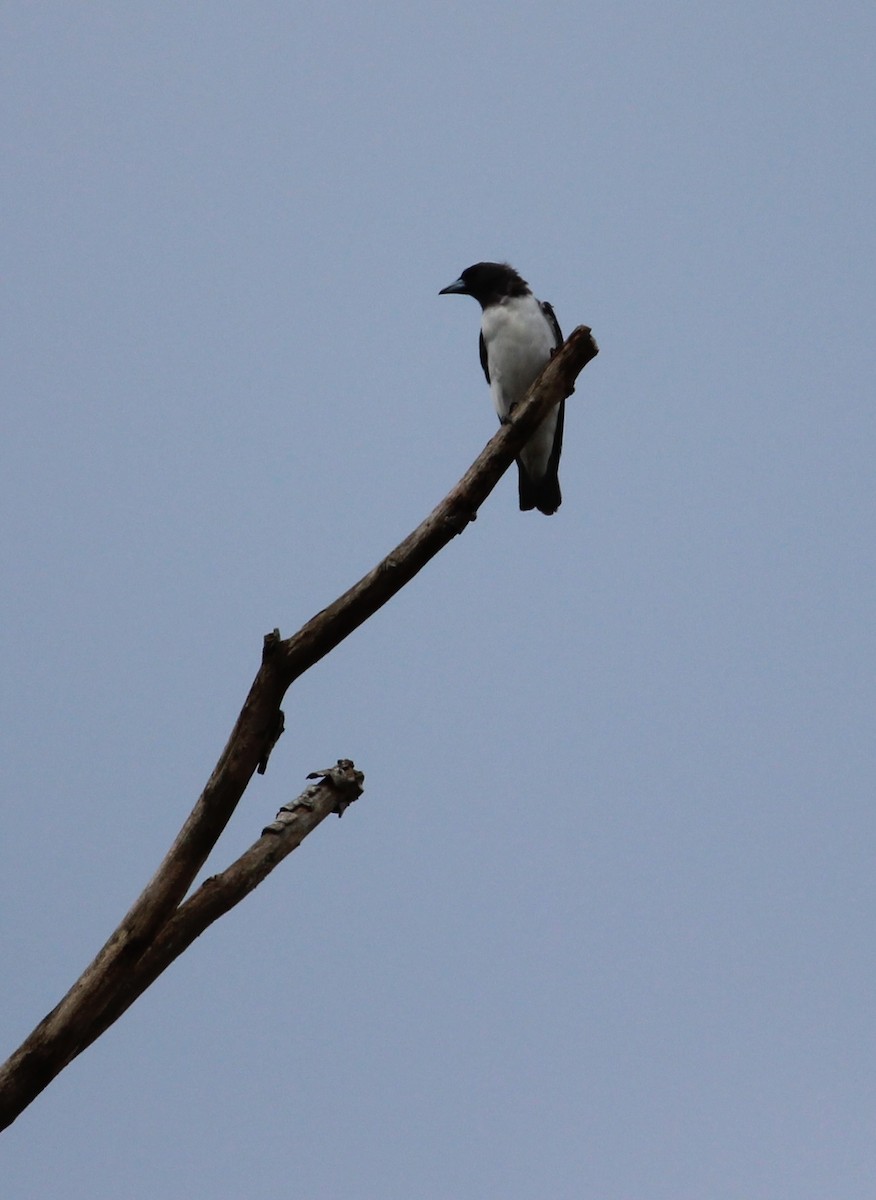 White-breasted Woodswallow - Luis Mario Arce