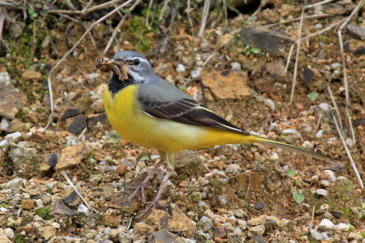 Gray Wagtail - Phillip Edwards